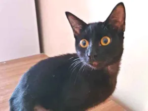Gato raça SRD idade 2 a 6 meses nome BENTA BLACK