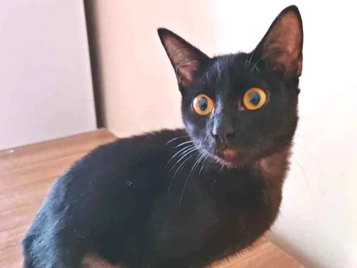 Gato raça SRD idade 2 a 6 meses nome BENTA BLACK