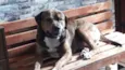 BALU