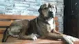 BALU