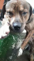 BALU