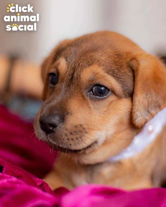 Cachorro ra a SRD ( SEM RACA DEFINIDA) idade Abaixo de 2 meses nome SAMIRA