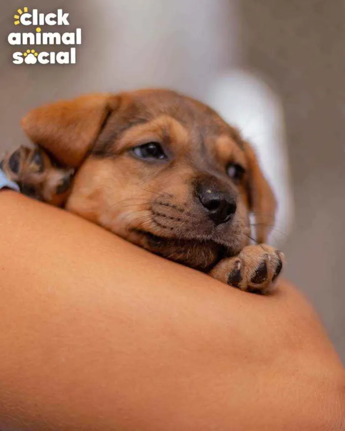 Cachorro ra a SRD ( SEM RACA DEFINIDA) idade Abaixo de 2 meses nome SAMIRA