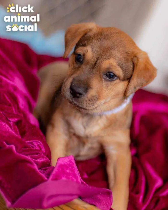 Cachorro ra a SRD ( SEM RACA DEFINIDA) idade Abaixo de 2 meses nome SAMIRA