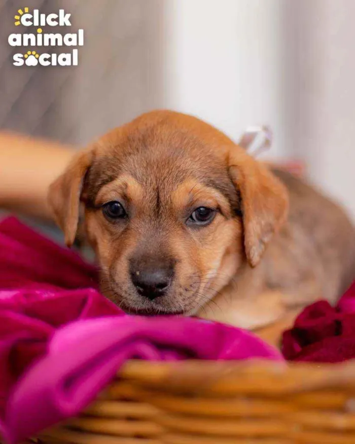 Cachorro ra a SRD ( SEM RACA DEFINIDA) idade Abaixo de 2 meses nome SAMIRA