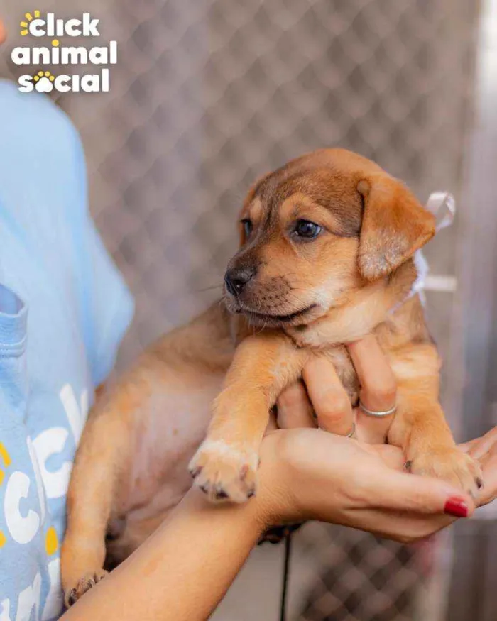 Cachorro ra a SRD ( SEM RACA DEFINIDA) idade Abaixo de 2 meses nome SAMIRA
