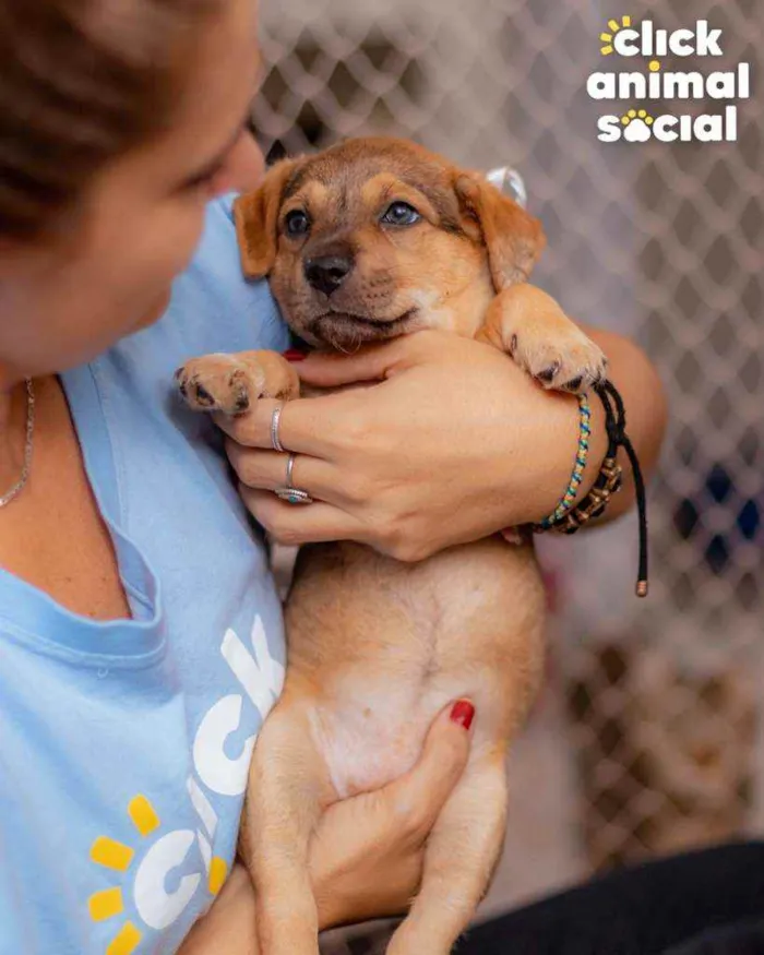 Cachorro ra a SRD ( SEM RACA DEFINIDA) idade Abaixo de 2 meses nome SAMIRA