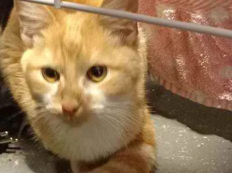 Gato ra a Sem raça  idade 2 a 6 meses nome Sem nome 