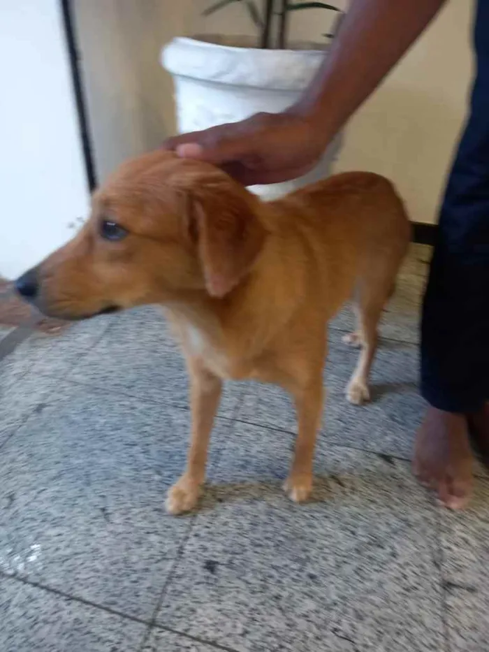 Cachorro ra a Sem raça definida. idade 7 a 11 meses nome Lua