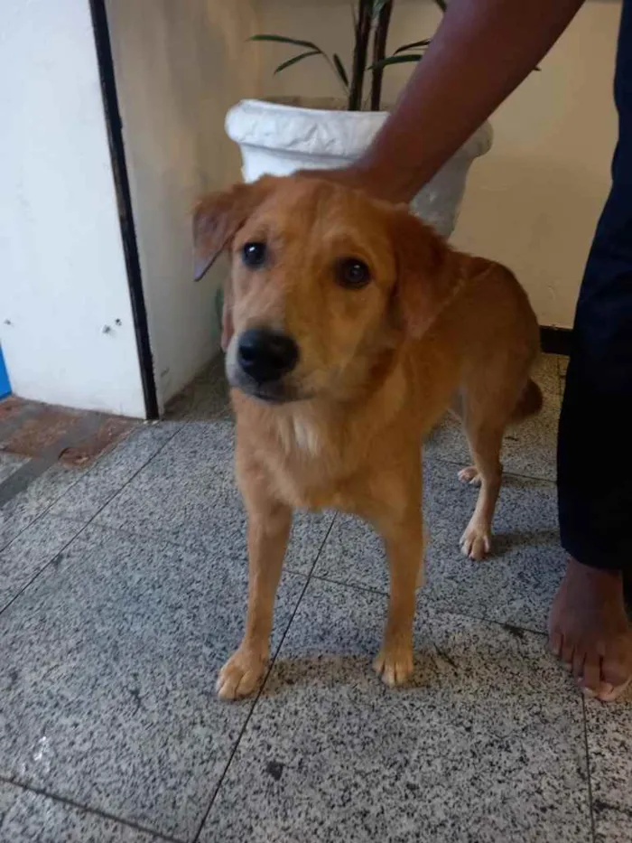 Cachorro ra a Sem raça definida. idade 7 a 11 meses nome Lua