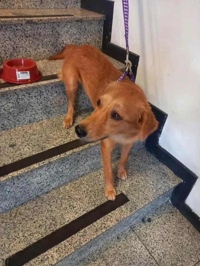 Cachorro ra a Sem raça definida. idade 7 a 11 meses nome Lua