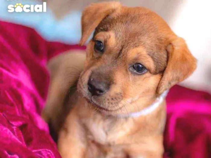 Cachorro ra a SRD ( SEM RACA DEFINIDA) idade Abaixo de 2 meses nome SAMIRA