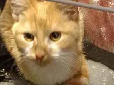Gato ra a Sem raça  idade 2 a 6 meses nome Sem nome 