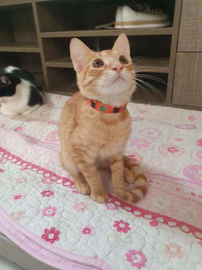 Gato ra a SRD idade 2 a 6 meses nome ....  