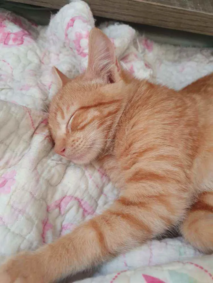 Gato ra a SRD idade 2 a 6 meses nome ....  