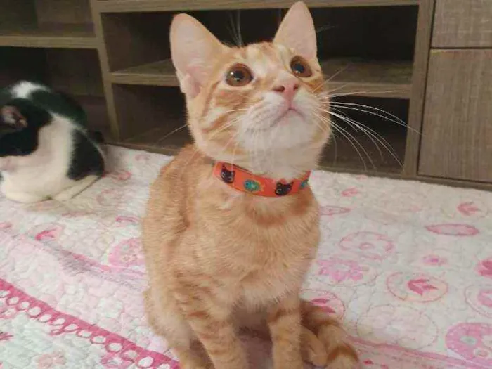 Gato ra a SRD idade 2 a 6 meses nome ....  