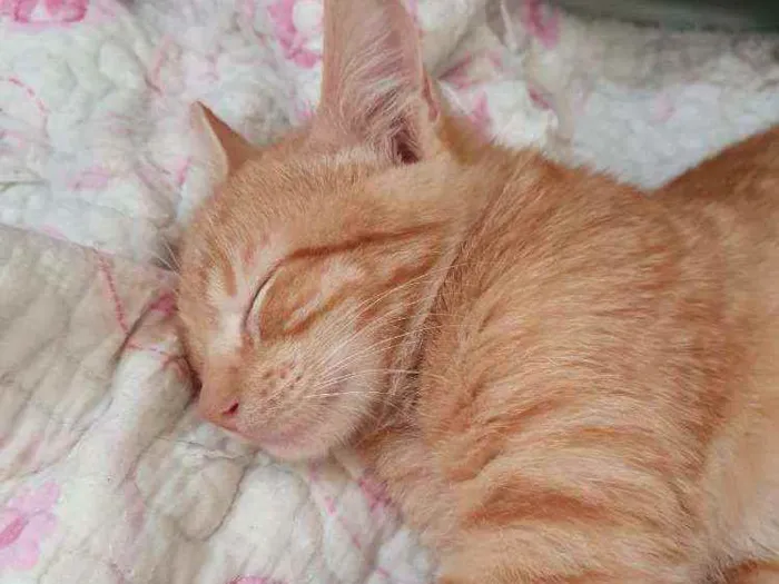 Gato ra a SRD idade 2 a 6 meses nome ....  