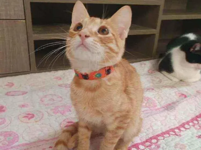 Gato ra a SRD idade 2 a 6 meses nome ....  