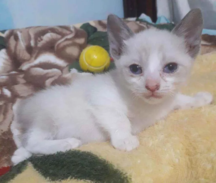 Gato raça SRD idade 2 a 6 meses nome CLARA