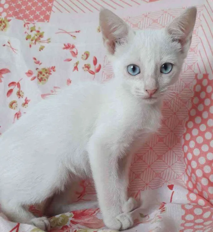 Gato raça SRD idade 2 a 6 meses nome ANGEL