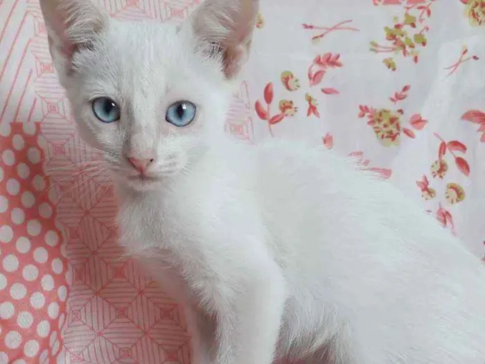 Gato raça SRD idade 2 a 6 meses nome ANGEL