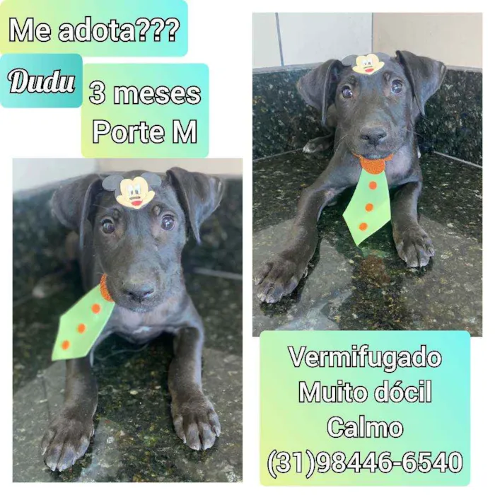 Cachorro raça SRD idade 2 a 6 meses nome Dudu