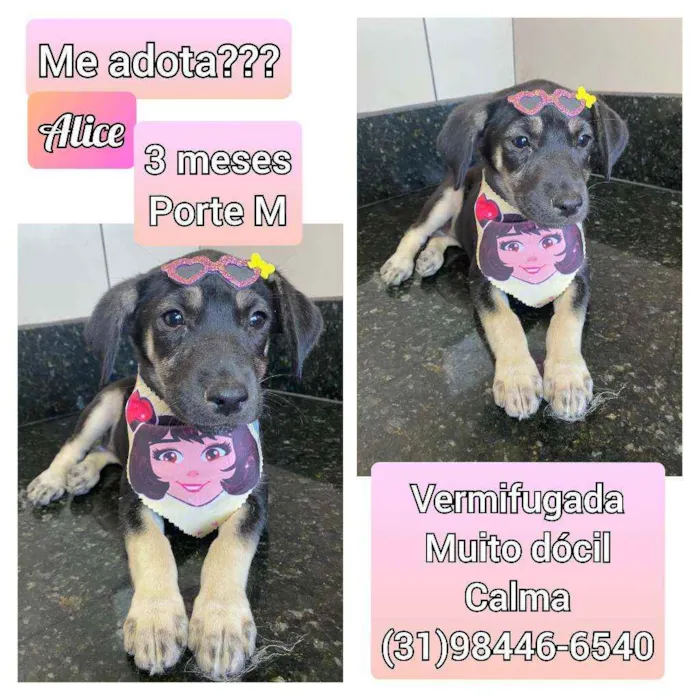 Cachorro raça SRD idade 2 a 6 meses nome Alice