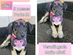 Cachorro raça SRD idade 2 a 6 meses nome Alice
