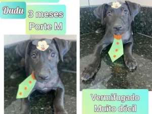 Cachorro raça SRD idade 2 a 6 meses nome Dudu