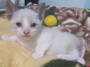 Gato raça SRD idade 2 a 6 meses nome CLARA