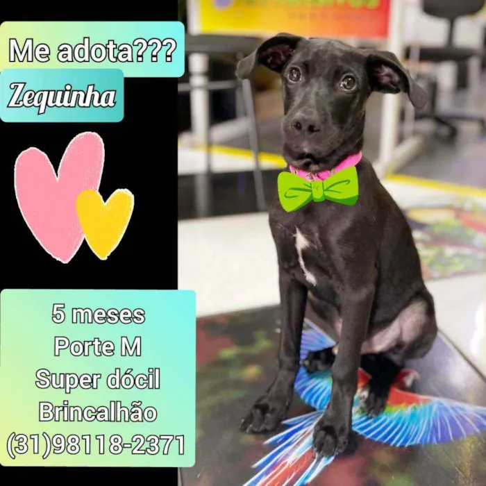 Cachorro raça SRD idade 2 a 6 meses nome Zequinha