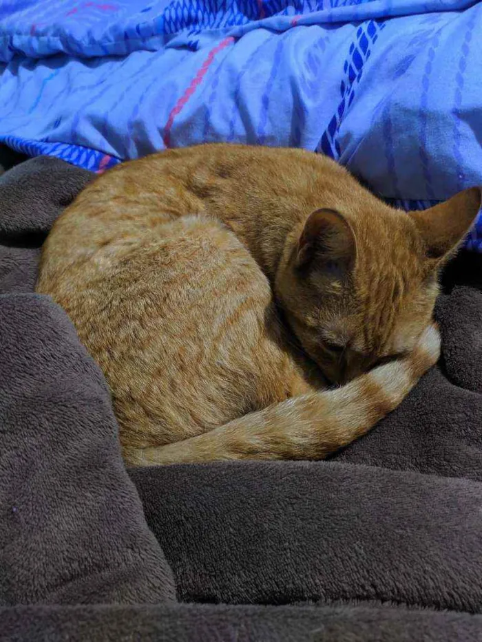 Gato ra a  idade 3 anos nome Sem nome