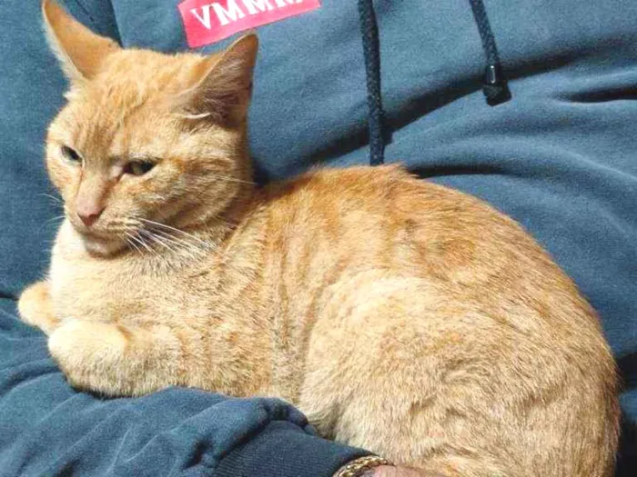 Gato ra a  idade 3 anos nome Sem nome