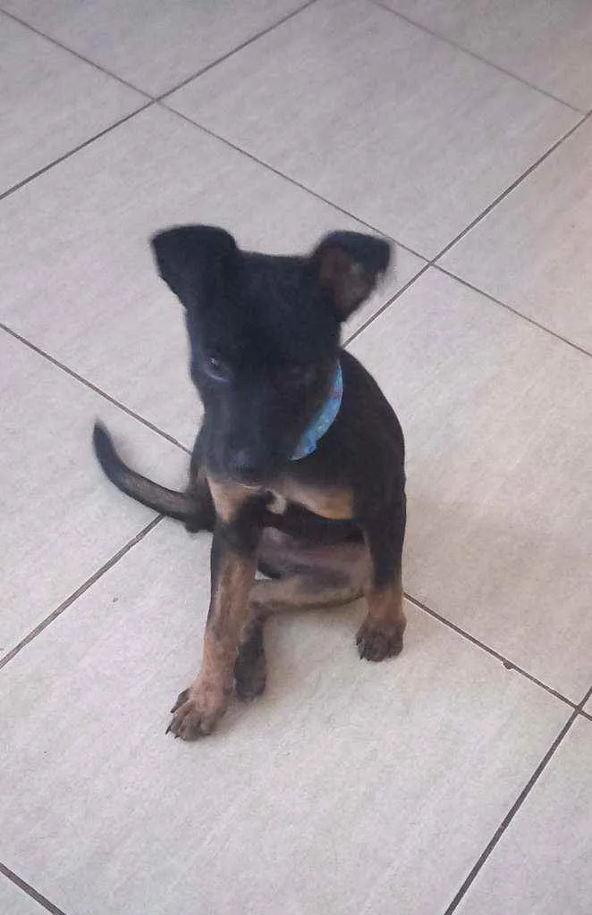 Cachorro raça Mistura de raças  idade 2 a 6 meses nome Boris