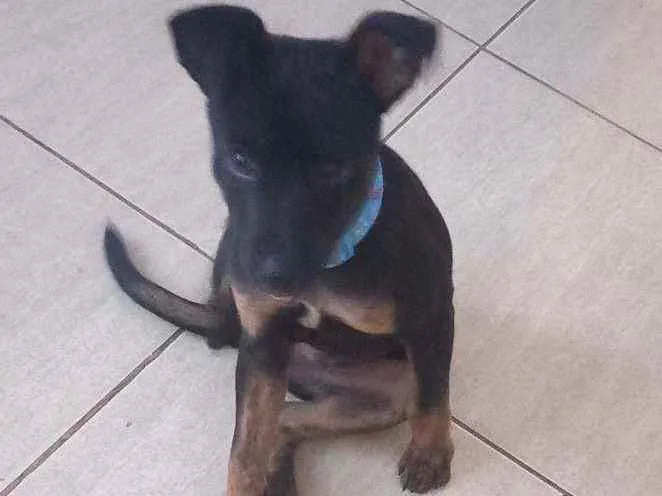 Cachorro raça Mistura de raças  idade 2 a 6 meses nome Boris