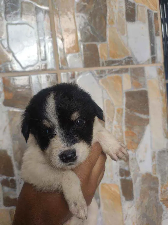 Cachorro ra a Vira lata  idade Abaixo de 2 meses nome Não tem nome