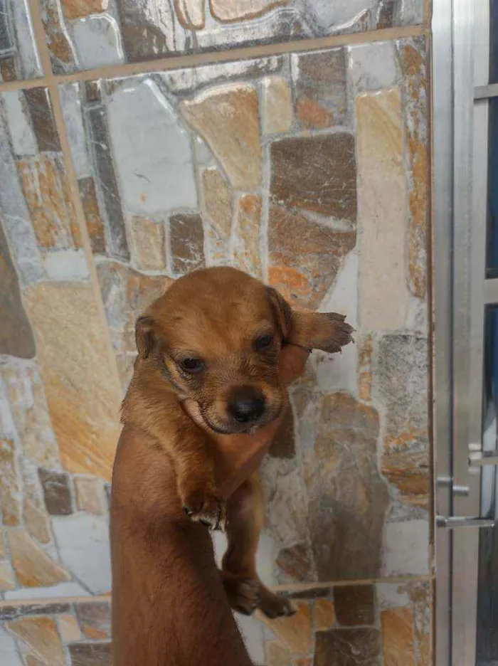 Cachorro ra a Vira lata  idade Abaixo de 2 meses nome Não tem nome