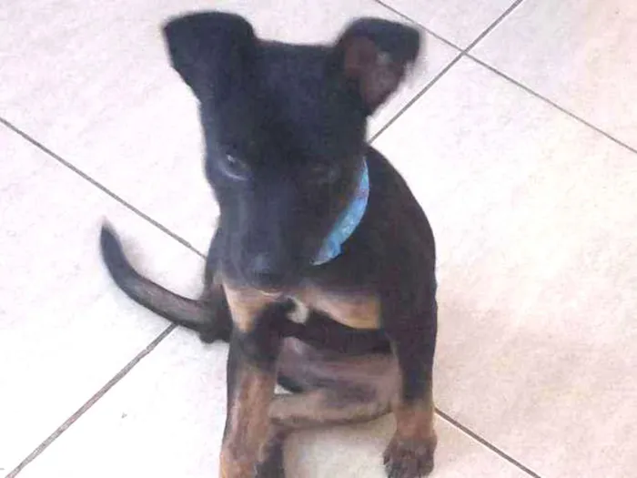 Cachorro raça Mistura de raças  idade 2 a 6 meses nome Boris