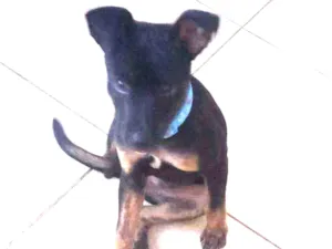 Cachorro raça Mistura de raças  idade 2 a 6 meses nome Boris