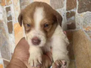 Cachorro raça Vira lata  idade Abaixo de 2 meses nome Não tem nome