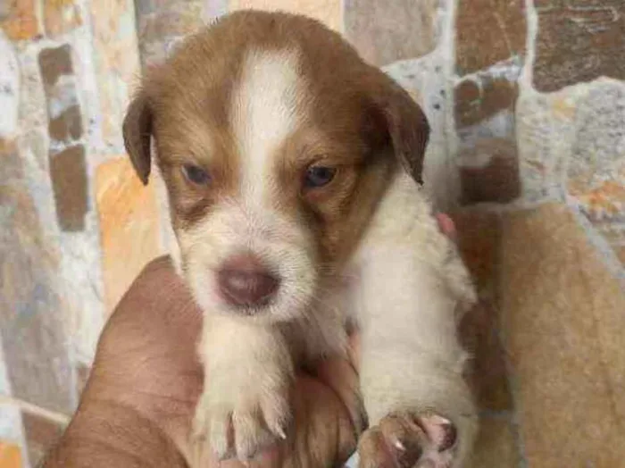 Cachorro ra a Vira lata  idade Abaixo de 2 meses nome Não tem nome