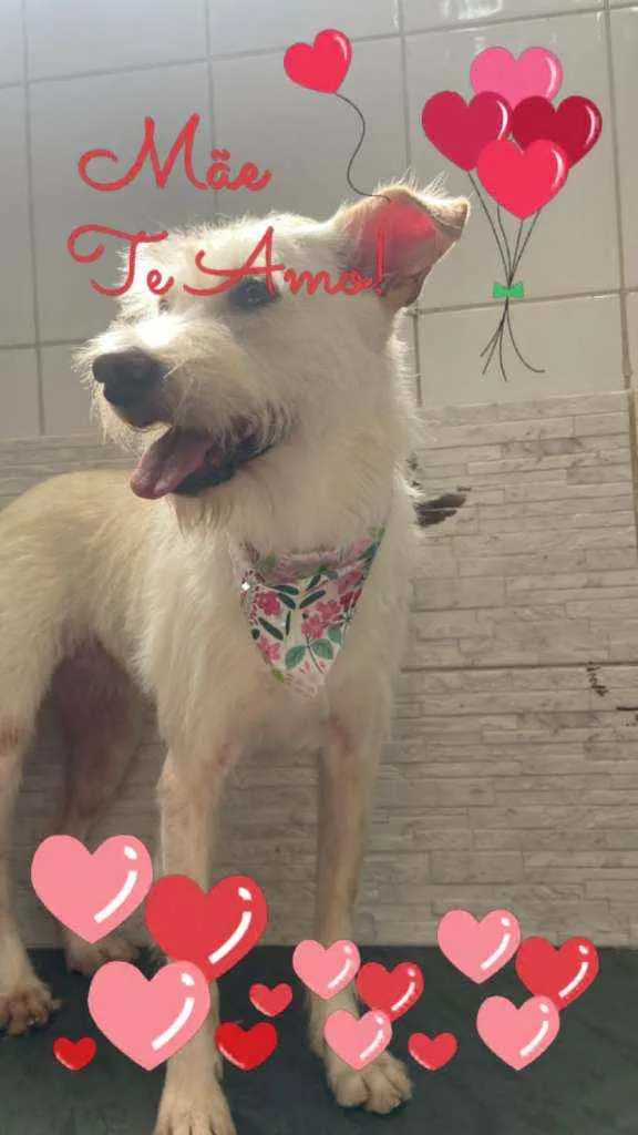 Cachorro raça Mix poodle idade 4 anos nome Jinny