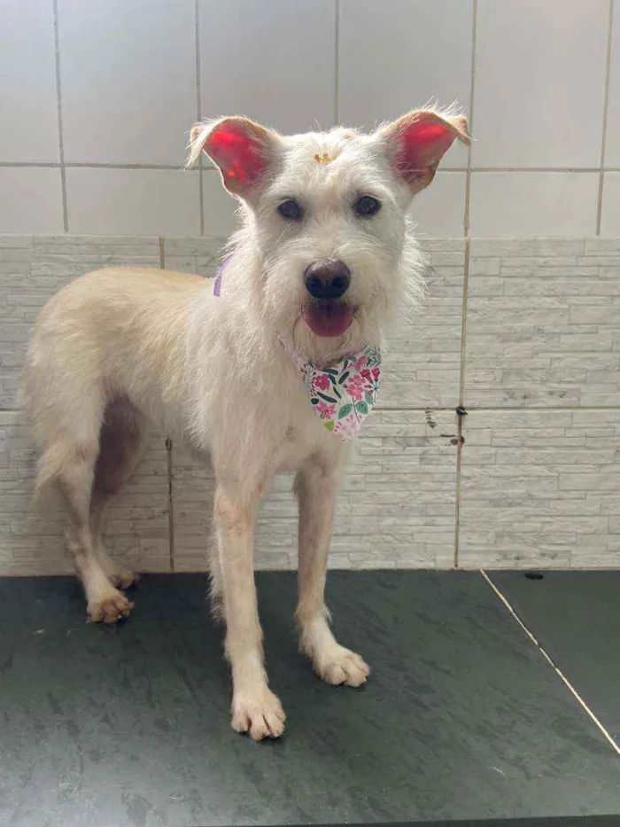 Cachorro raça Mix poodle idade 4 anos nome Jinny