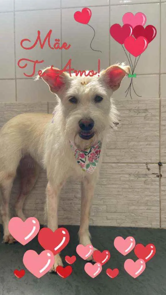 Cachorro raça Mix poodle idade 4 anos nome Jinny