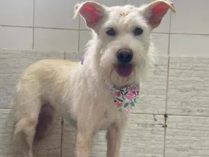 Cachorro raça Mix poodle idade 4 anos nome Jinny