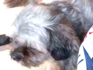 Cachorro raça Lihasa apso idade 4 anos nome Bidu