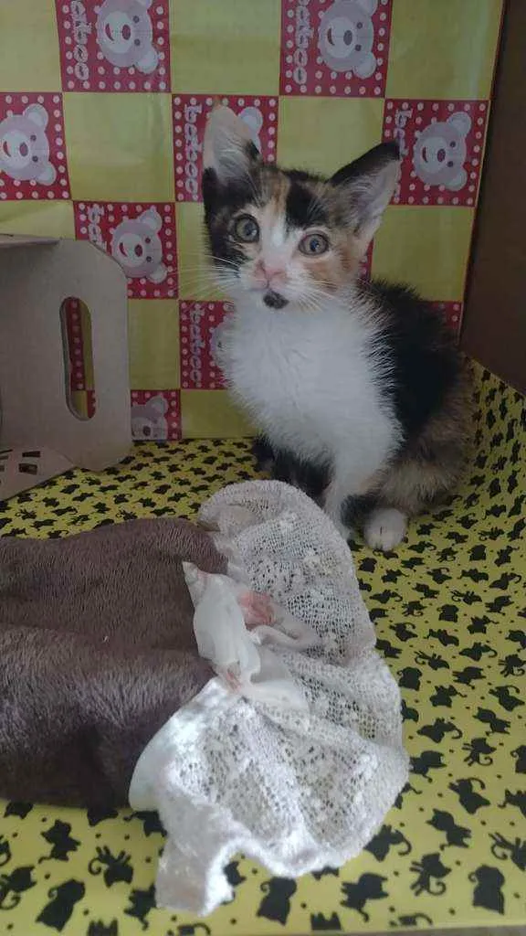 Gato raça Srd idade Abaixo de 2 meses nome Piu piu