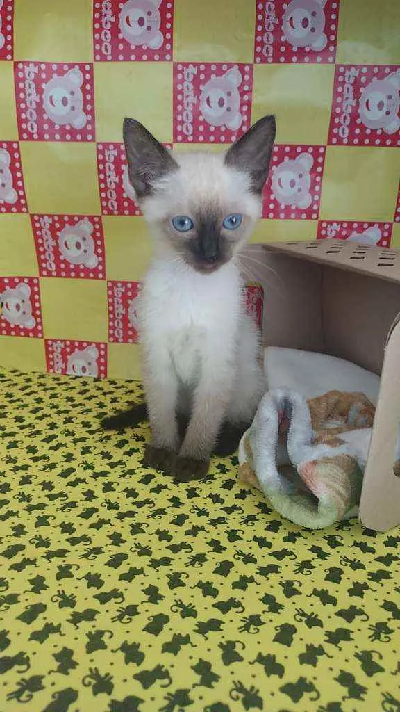 Gato raça Srd idade Abaixo de 2 meses nome Strogonoff