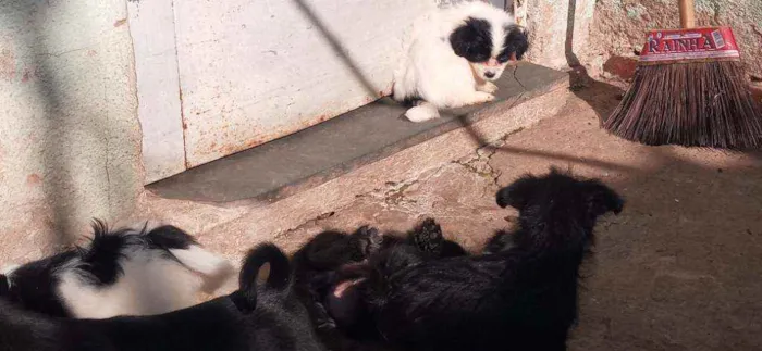 Cachorro raça Lhasa apso idade Abaixo de 2 meses nome Escubi
