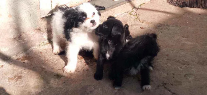 Cachorro raça Lhasa apso idade Abaixo de 2 meses nome Escubi